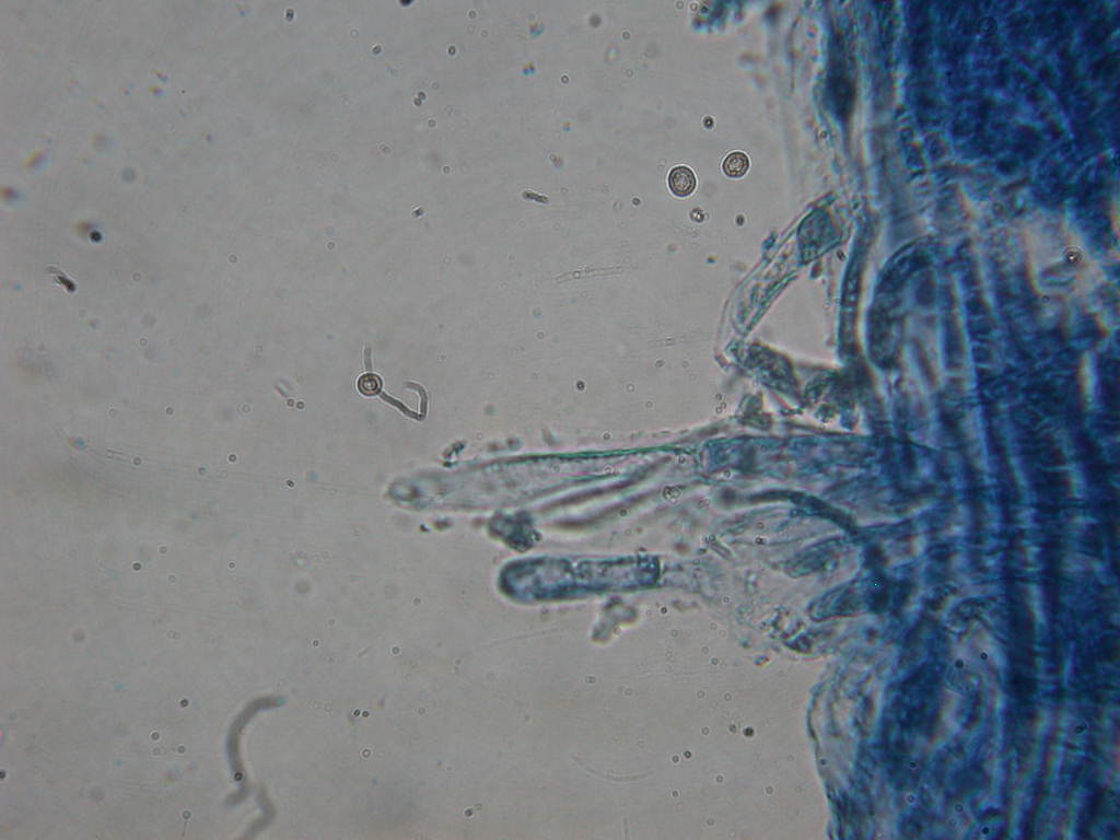 Quiz... di primavera